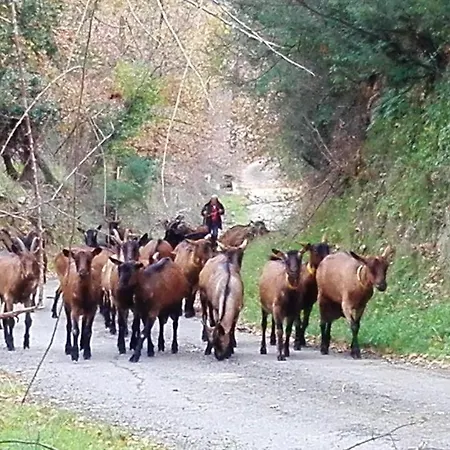 Raffine A - 120 M² Avec Vue Sur Montagne * Feliceto