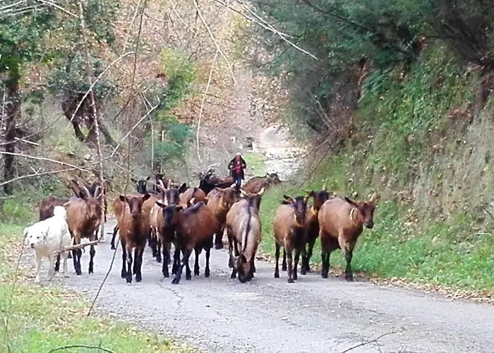 Raffine A - 120 M² Avec Vue Sur Montagne * 费里切托